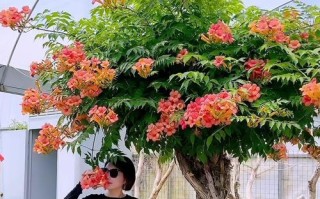 家里种凌霄花风水好吗？（解读凌霄花的风水意义及注意事项）