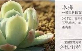 冰梅的繁殖方法和注意事项（了解如何繁殖美丽的冰梅花，注意正确的方法和细节）
