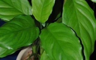 万年青的种植技巧（掌握正确的土壤配比，打造强健的万年青）