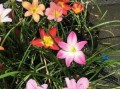 风雨兰，四季开花，美不胜收（探秘风雨兰四季开花的神奇之处）