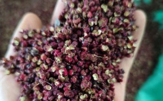 麻椒的成熟和采摘时间（了解麻椒的生长季节，掌握合适的采摘时间）