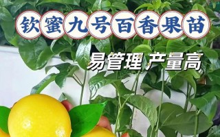 百香果的生长与结果（从萌芽到结果全过程）