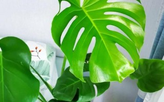 龟背竹叶发黑问题解决方法（保护龟背竹健康的关键措施）