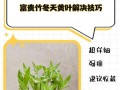 富贵竹叶子发黄原因及解决方法（富贵竹叶子为什么会发黄？如何恢复其健康？）
