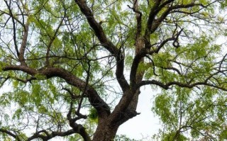 北方枣树春季发芽与生长特点（探究北方枣树春季发芽与生长的关键因素）