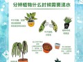 如何正确浇水给家里没人的植物（保证植物健康成长的简单方法）