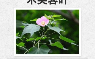 木芙蓉花的食用价值与注意事项（了解木芙蓉花的营养成分，正确食用对身体的好处）