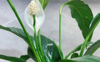 如何养护一帆风顺开花？（养护要点、施肥时间、浇水技巧等详解）