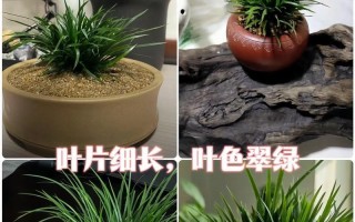 家中菖蒲的养护秘籍