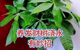 如何救活发财树，让它重新焕发生机（快速有效的方法和关键步骤，告别发财树生机消散的困扰）