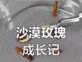 如何正确种植玫瑰花种子（一步一步教你如何成功种植玫瑰花种子）