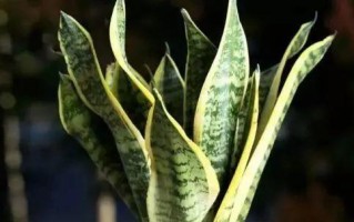金边虎皮兰如何正确浇水？（学会正确浇水，让你的虎皮兰茁壮成长）