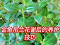 金鱼吊兰叶子白斑的治疗方法（如何有效治疗金鱼吊兰叶子上的白斑问题）