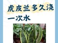 繁殖矮虎皮兰的技巧与方法（探索矮虎皮兰繁殖的奥秘，助你成功种植！）