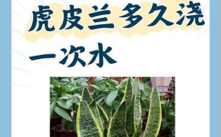 繁殖矮虎皮兰的技巧与方法（探索矮虎皮兰繁殖的奥秘，助你成功种植！）