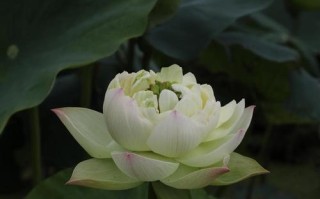 如何养殖荷花莲花（打造美丽水景，从荷花莲花养殖开始）