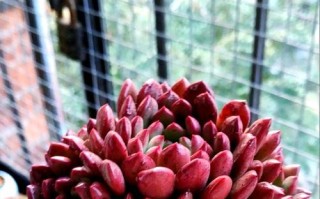 如何拯救红宝石多肉植物的枯萎（解决红宝石多肉蔫了的关键方法）