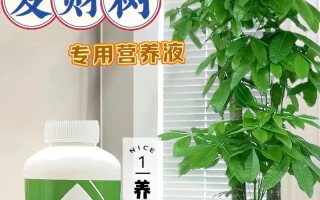 夏季如何养护你的发财树，让它茁壮成长（养护技巧、注意事项、合理浇水）