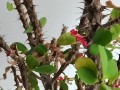 秋天怎么养护虎刺梅，让它更美丽绽放（秋季虎刺梅养护要点及注意事项，助您打造花坛亮点）