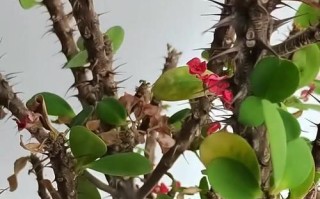 秋天怎么养护虎刺梅，让它更美丽绽放（秋季虎刺梅养护要点及注意事项，助您打造花坛亮点）