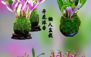 室内石斛兰养护全攻略（适合在室内养的石斛兰，如何让其茁壮成长？）