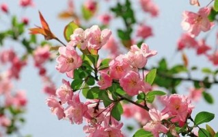 海棠花养护指南（每周一次浇水，保持土壤湿润）