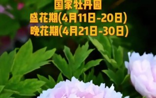 牡丹花骨朵的奇妙变化之谜