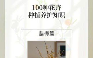 如何种植腊梅种子（腊梅种子种植指南及注意事项）