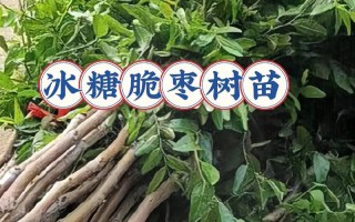 北方枣树的发芽及叶子生长过程（了解北方枣树的发芽时间与生长特点，助你更好地种植）