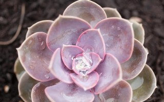 秋季怎么养殖紫乐多肉植物（打造多肉花园的关键技巧，让秋季养殖更简单轻松）
