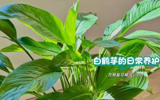 白掌换土全攻略（时间、方法及注意事项详解）