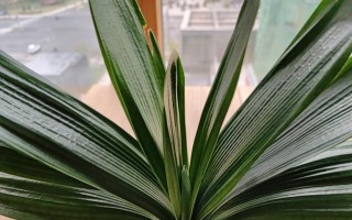 麒麟根部腐烂问题的解决方法（挽救麒麟根部，延续花卉生命之道）