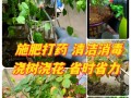半个月不在家，如何科学浇花（掌握关键技巧，让花草依旧茁壮生长）
