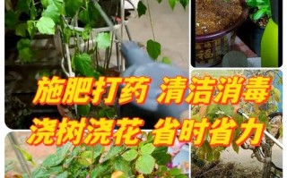 半个月不在家，如何科学浇花（掌握关键技巧，让花草依旧茁壮生长）