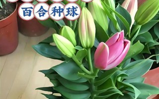 百合的室内养护方法（让你的居室更具生机）
