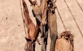 如何保存以晒干的干花？（保存干花的方法及注意事项）