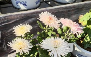 菊花的养护技巧（晒太阳是关键）