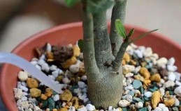 移盆后的玫瑰花需如何浇水?(浇水的技巧与注意事项) 移盆后的玫瑰花需如何浇水?(浇水的技巧与注意事项)