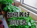 如何正确浇水养铜钱草（花土养铜钱草的浇水技巧）