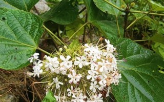 花叶子垂下的原因及其意义（揭秘花叶子垂下的奥秘，探寻它们的隐藏意义）
