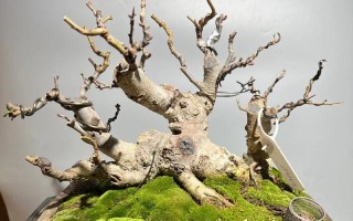 修剪技巧（精准修剪让花朵更艳丽细心呵护打造花香四溢）