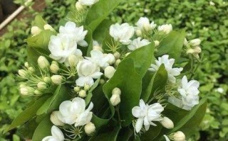 白醋可以浇多肉植物吗？——揭秘多肉植物护理的新方式（使用白醋浇水能否促进多肉生长与健康——）