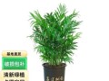 如何养好袖珍宠物？（养袖珍宠物，关注细节才能赢得它们的心）