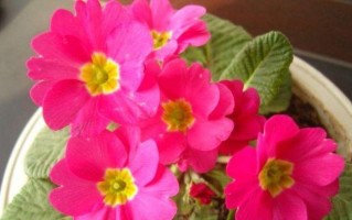 春季之花——报春的花语与文化内涵（解密报春花的花语传说与文化历史，从古至今的情感代表）