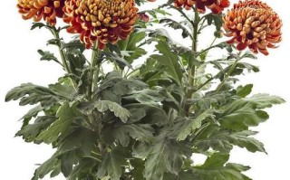 如何选择最适合你的菊花品种（菊花的多样性与不同品种的特点）