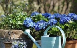 过期的牛奶可以浇花吗？解析过期牛奶浇花的利弊（浇花小技巧）