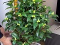 千里香茶花的养殖技巧（打造美丽花园，从千里香茶花开始）