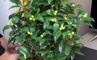 千里香茶花的养殖技巧（打造美丽花园，从千里香茶花开始）