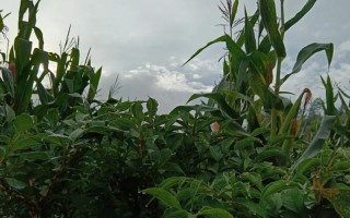 魔芋种子的最佳种植时间（如何选取种植时间让魔芋生长得更好？）