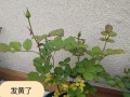 月季叶子干枯卷曲的原因及救治方法（探寻月季叶子干枯卷曲的根源，解决办法）